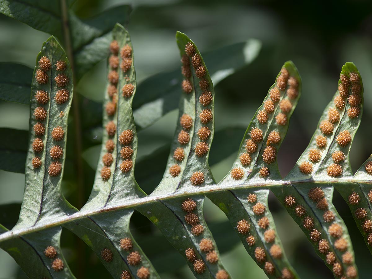 Polypodium vulgare